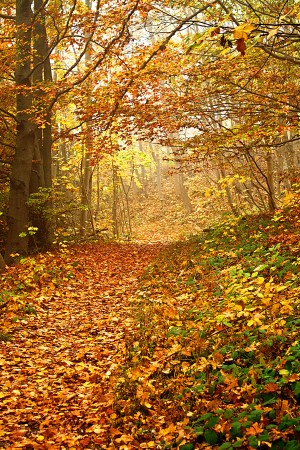 Autumn 1_OSG